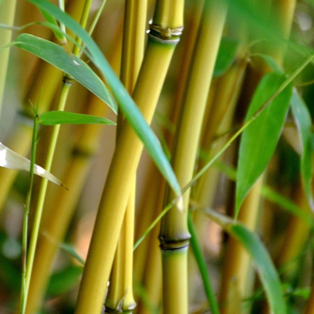 Phyllostachys aureosulcata Aureocaulis - Bambú