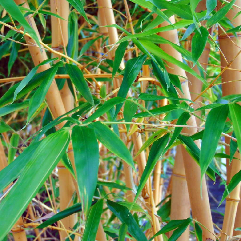 Phyllostachys aureosulcata Aureocaulis - Bambú