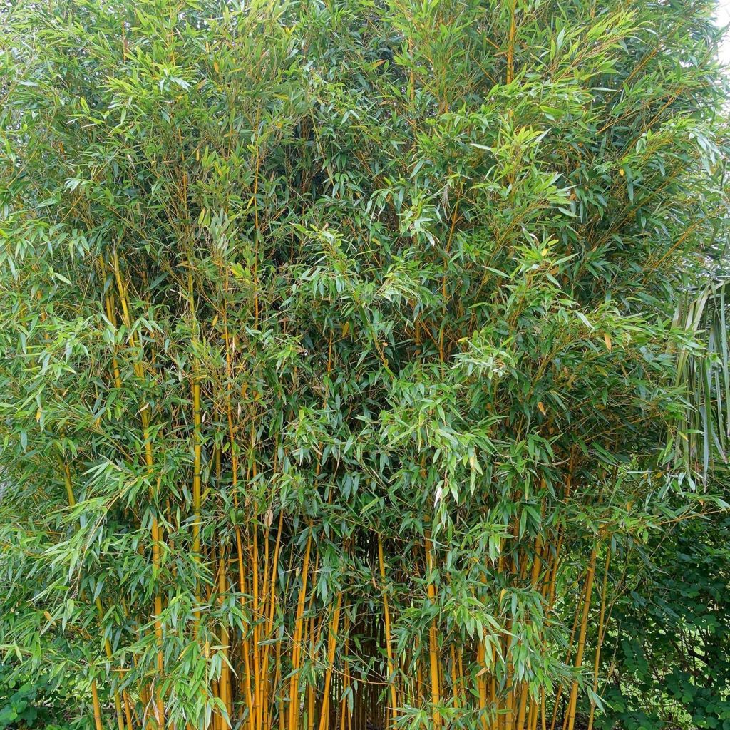 Phyllostachys vivax Aureocaulis - Bambú