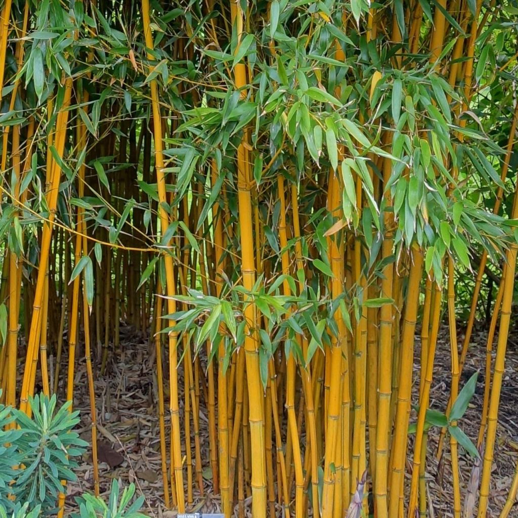 Phyllostachys vivax Aureocaulis - Bambú