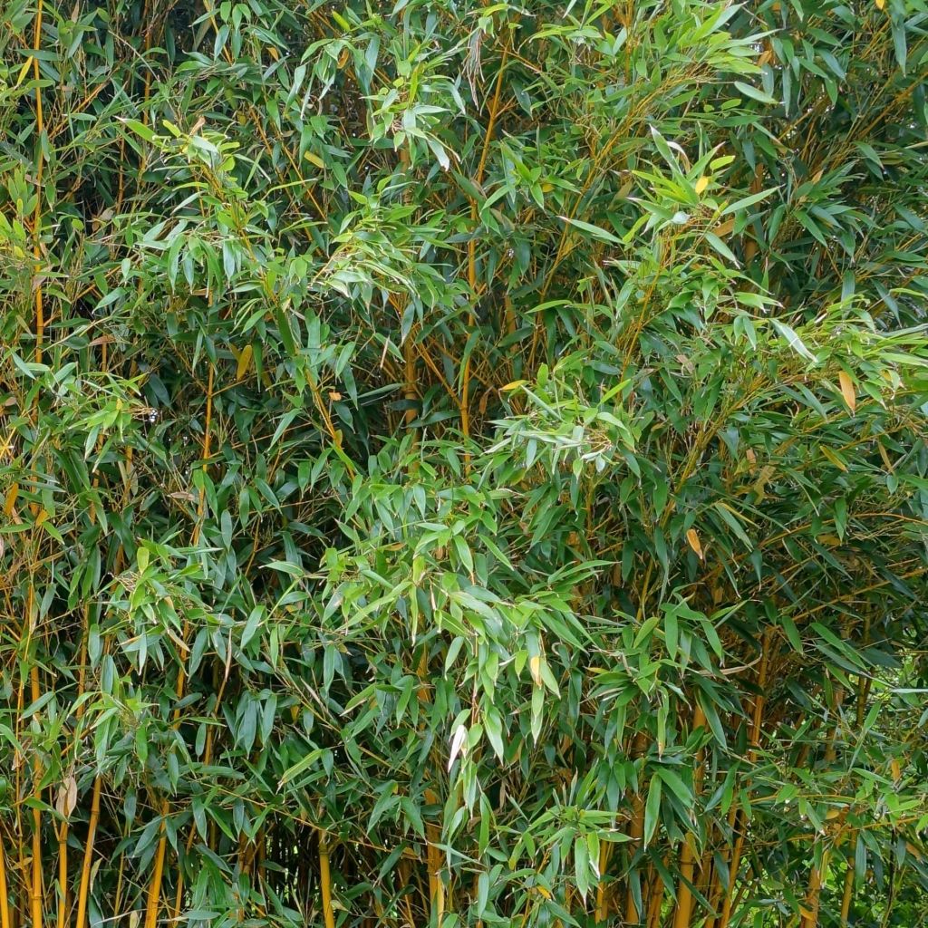 Phyllostachys vivax Aureocaulis - Bambú