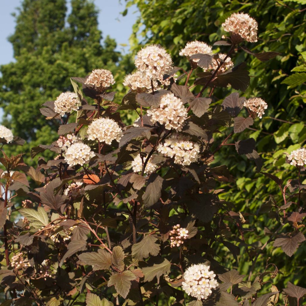 Physocarpus opulifolius Diable D'Or