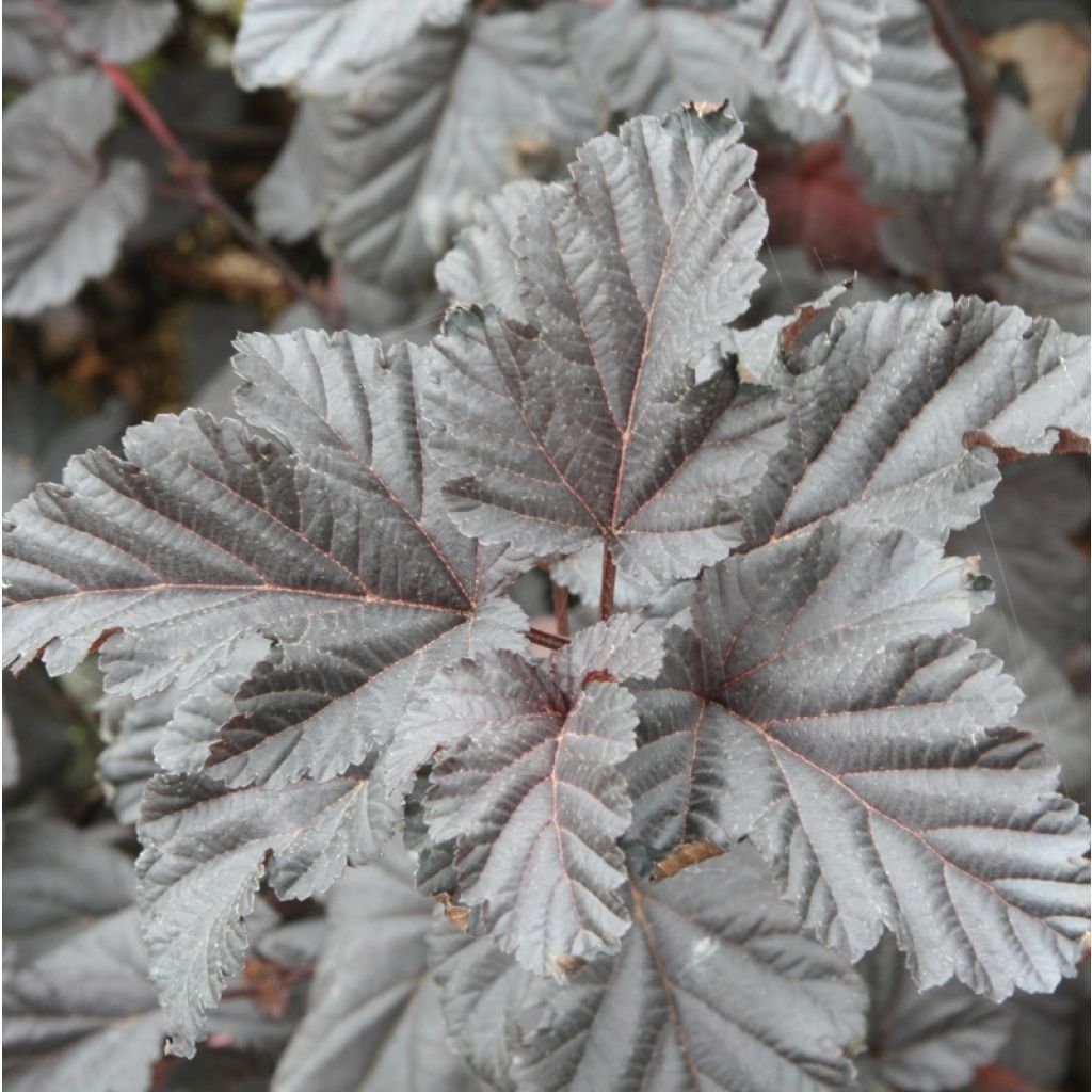 Physocarpus opulifolius Midnight