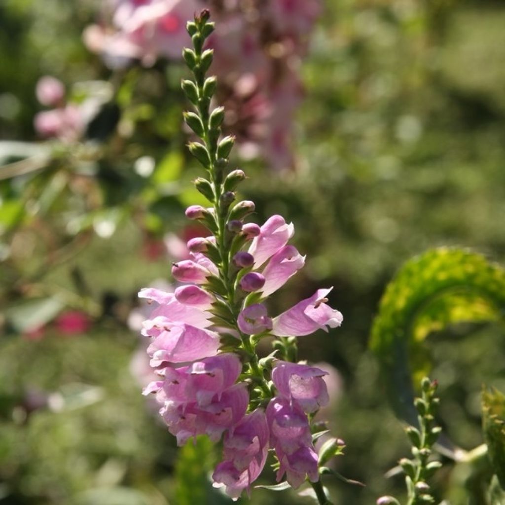 Physostegia virginiana Bouquet Rose