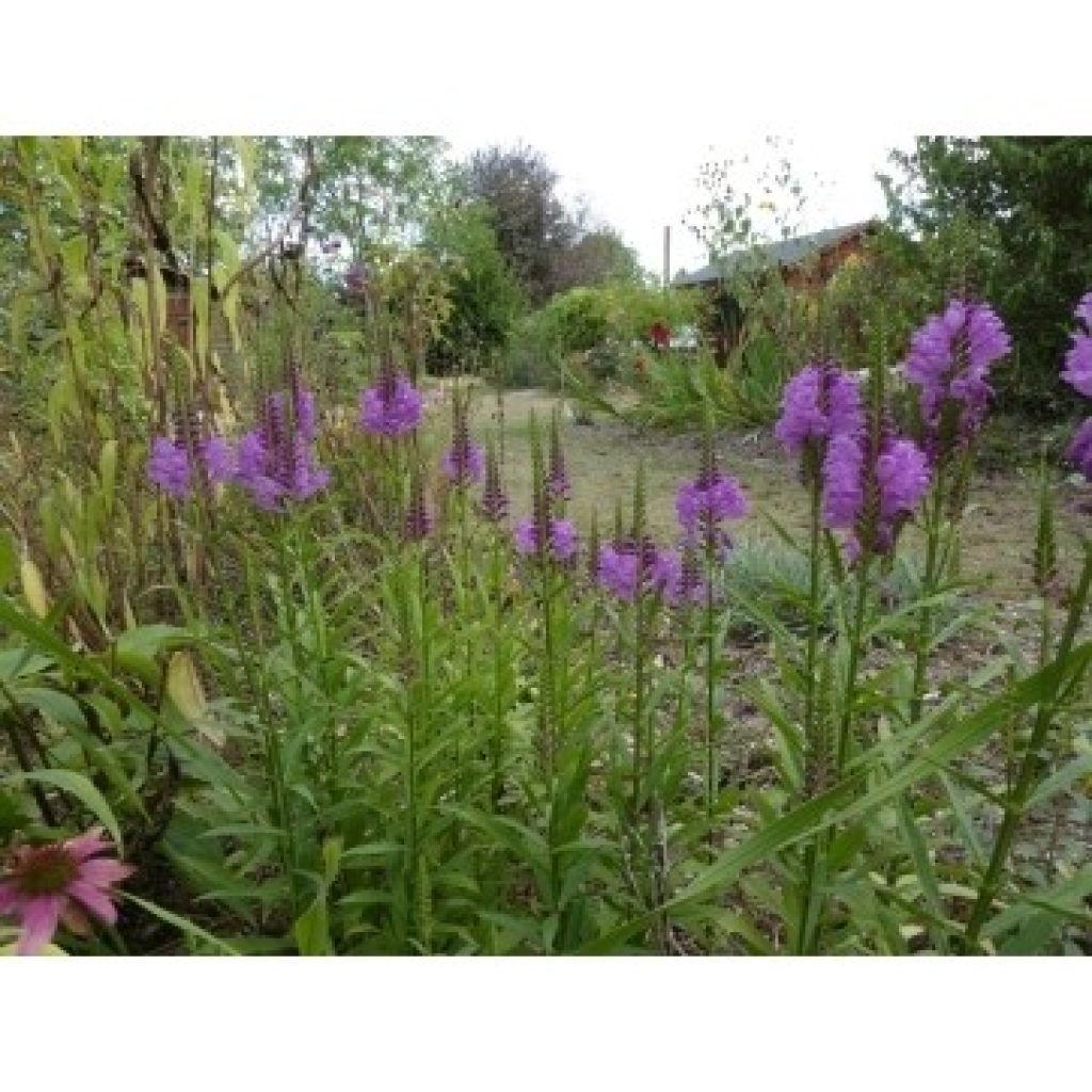 Physostegia virginiana Vivid