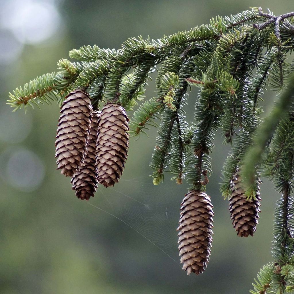 Picea abies - Pícea común