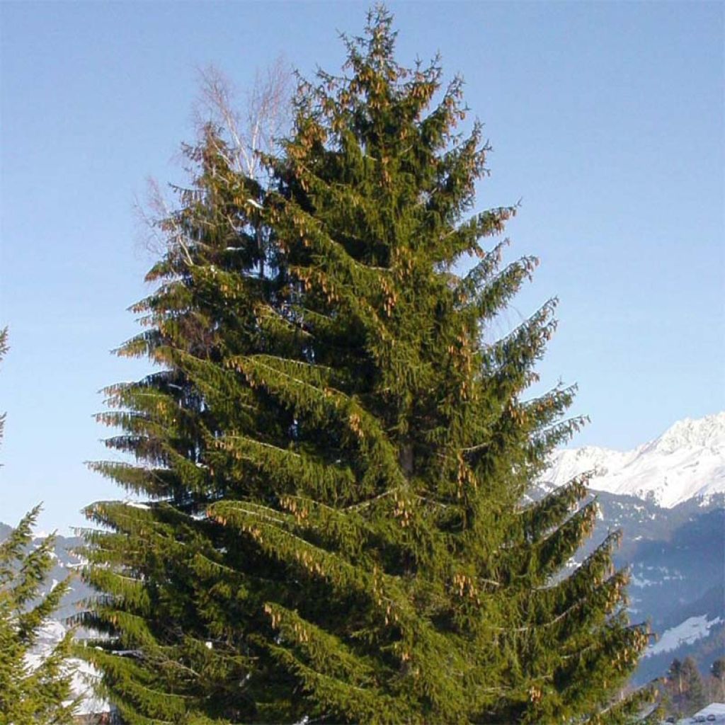 Picea abies - Pícea común