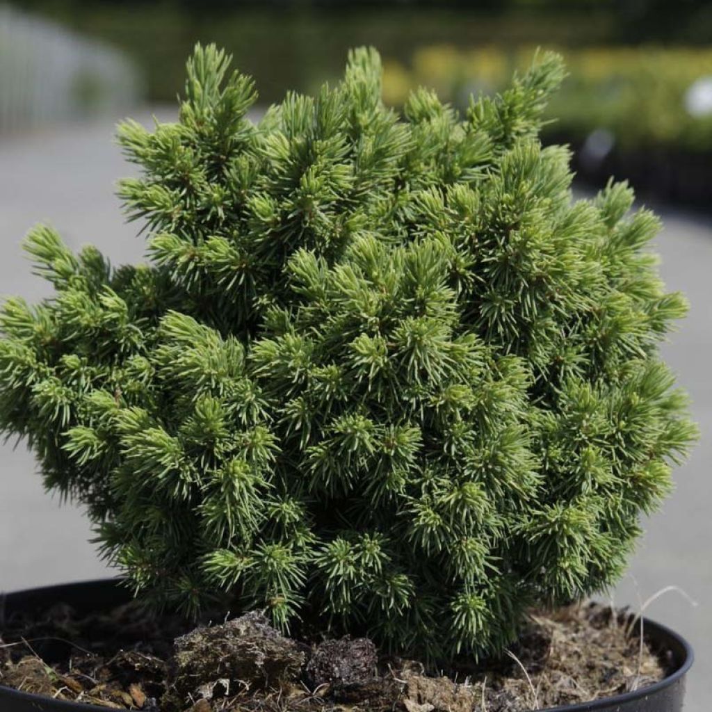 Picea abies Jalako Gold - Pícea común