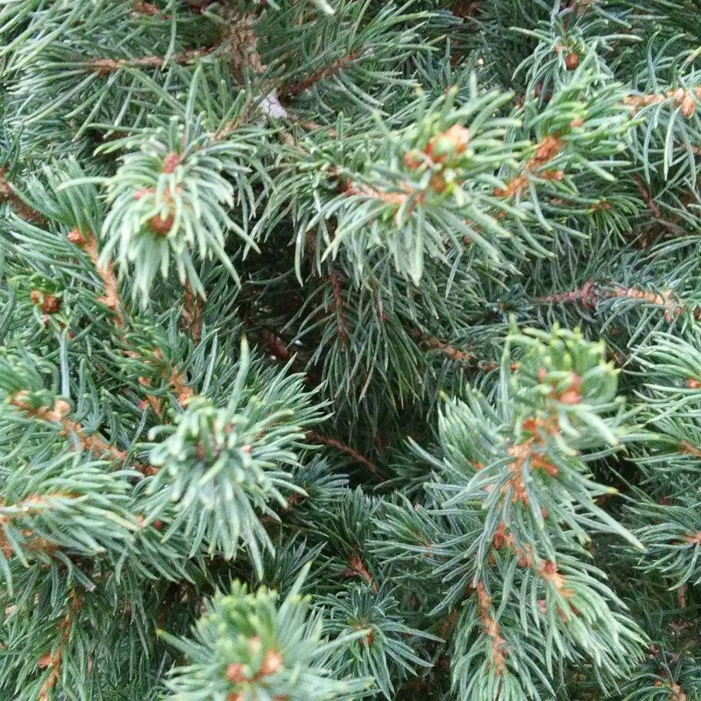 Picea glauca December - Pícea blanca