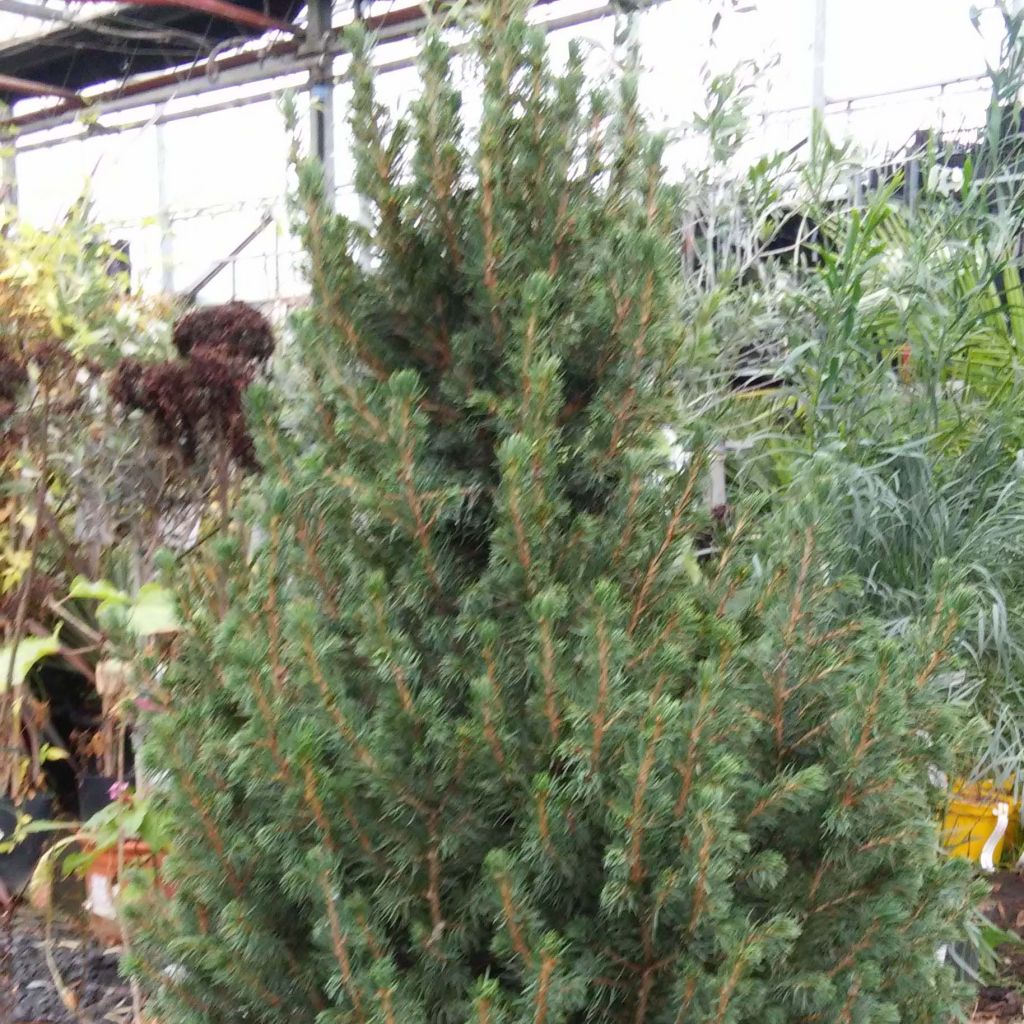 Picea glauca December - Pícea blanca