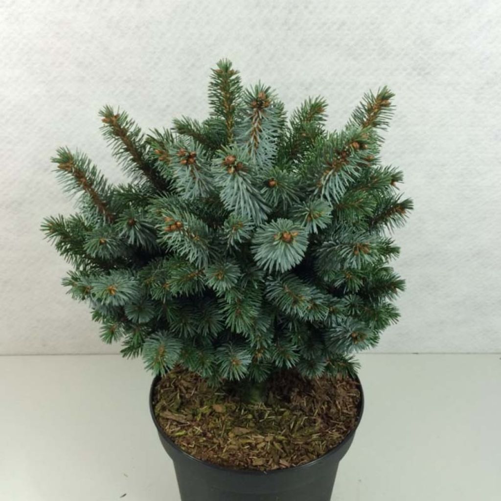 Picea sitchensis Silberzwerg - Pícea de Sitka