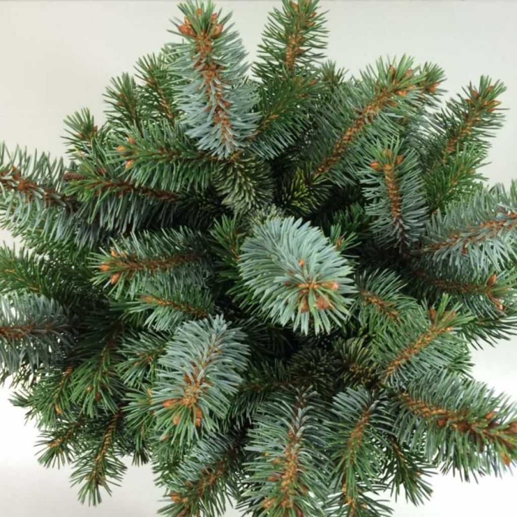 Picea sitchensis Silberzwerg - Pícea de Sitka