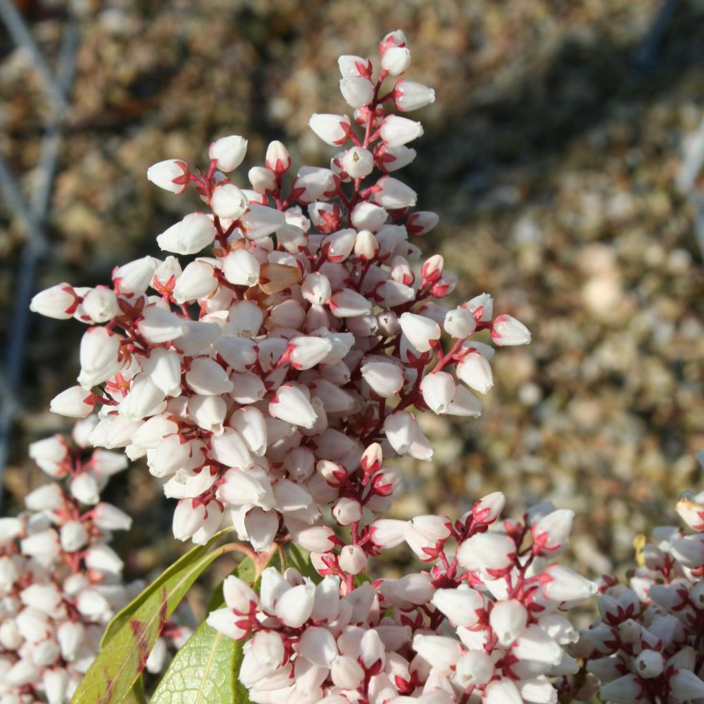 Pieris japonica Bonfire - Andrómeda