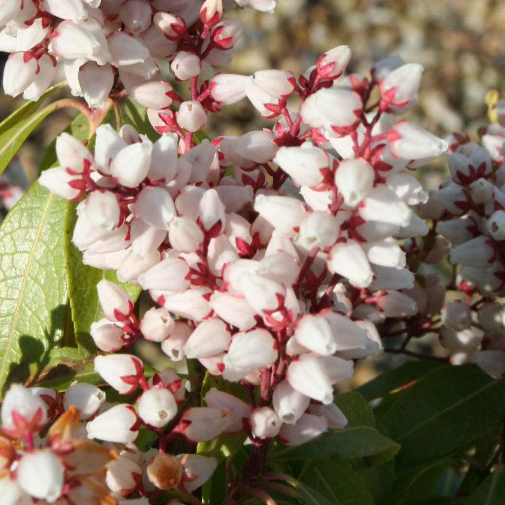 Pieris japonica Bonfire - Andrómeda