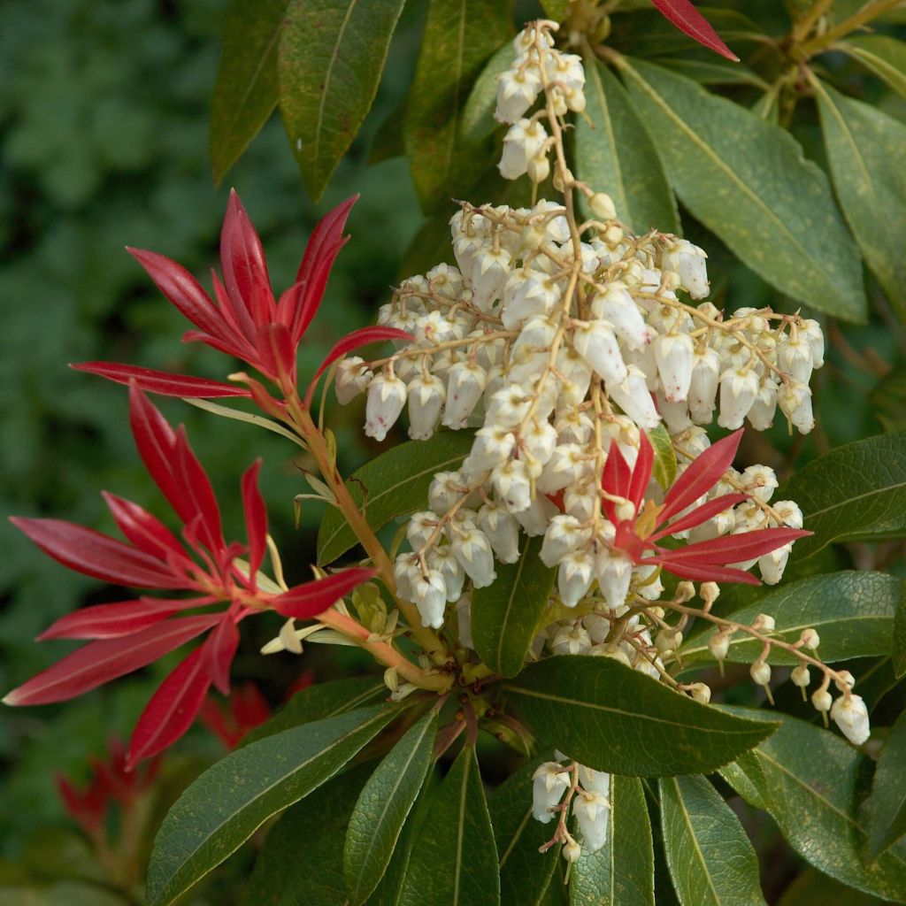 Pieris japonica Forest Flame - Andrómeda