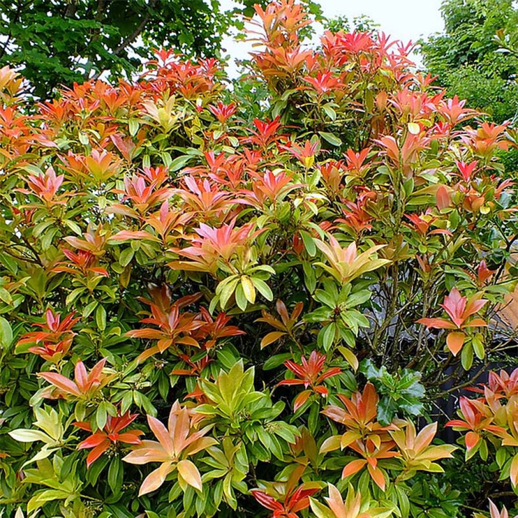 Pieris japonica Forest Flame - Andrómeda