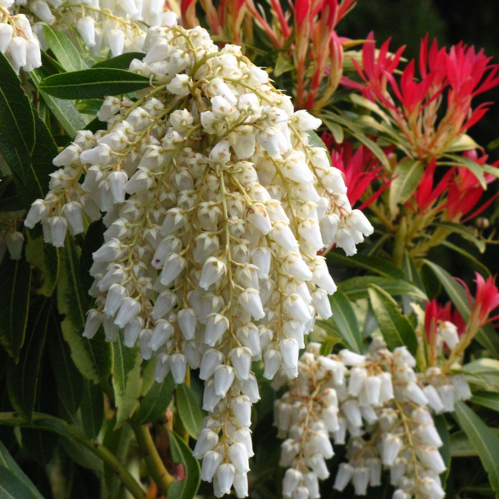 Pieris japonica Forest Flame - Andrómeda