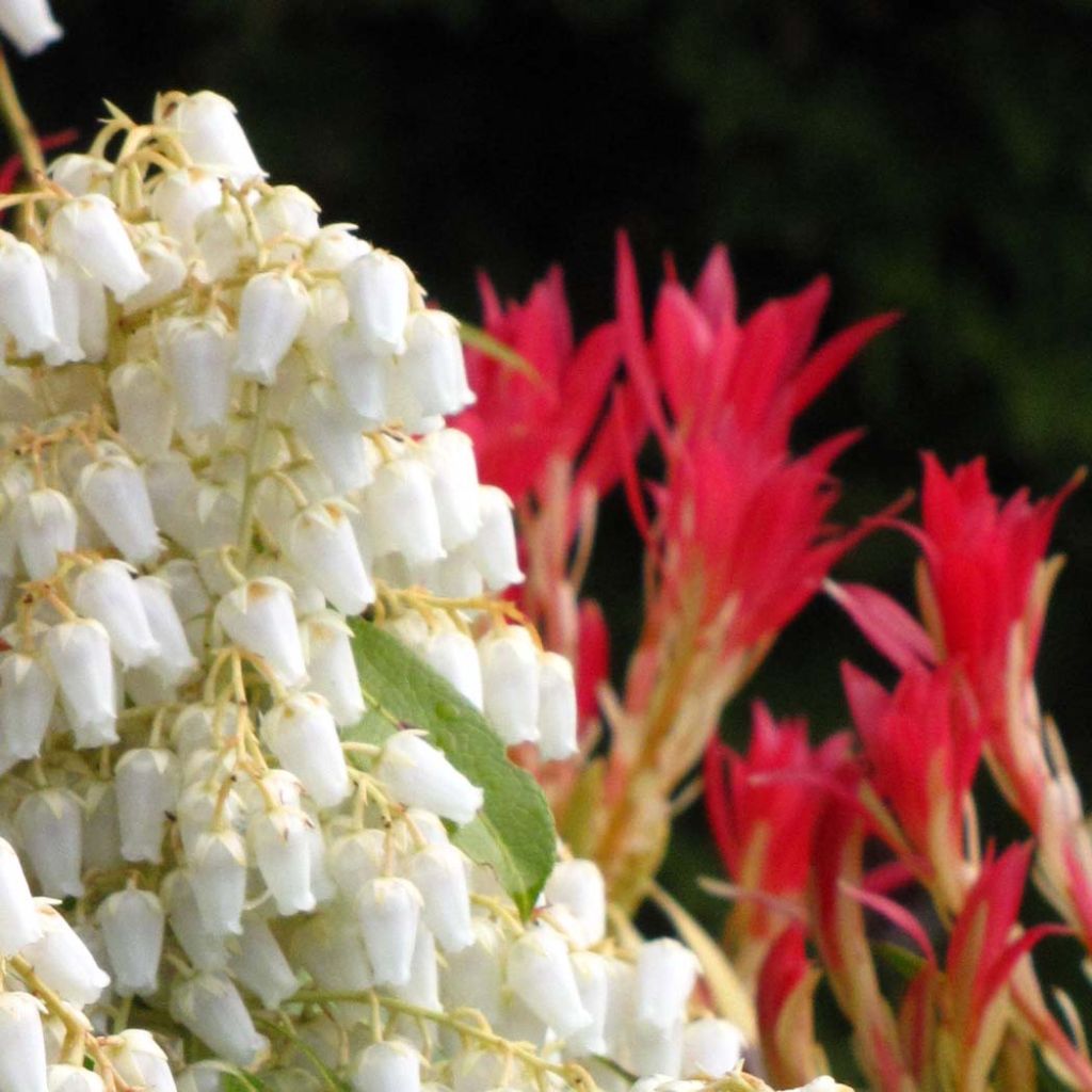 Pieris japonica Forest Flame - Andrómeda