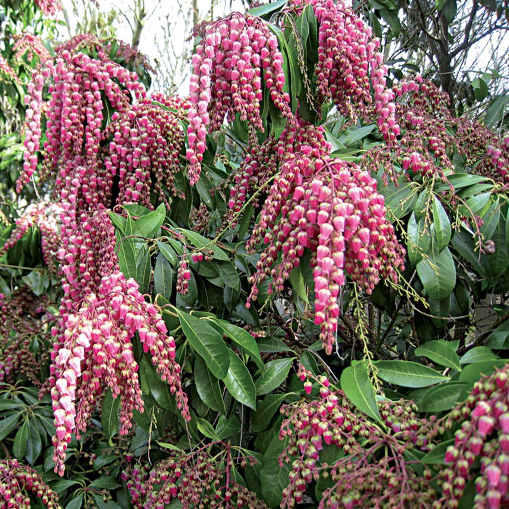 Pieris japonica Valley Valentine - Andrómeda