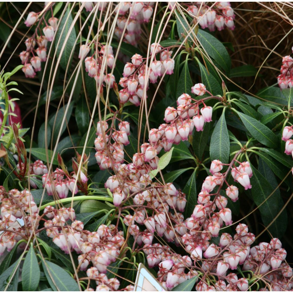 Pieris japonica Katsura - Andrómeda