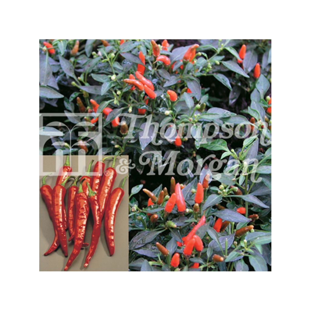 Piment Demon Red - Capsicum annuum