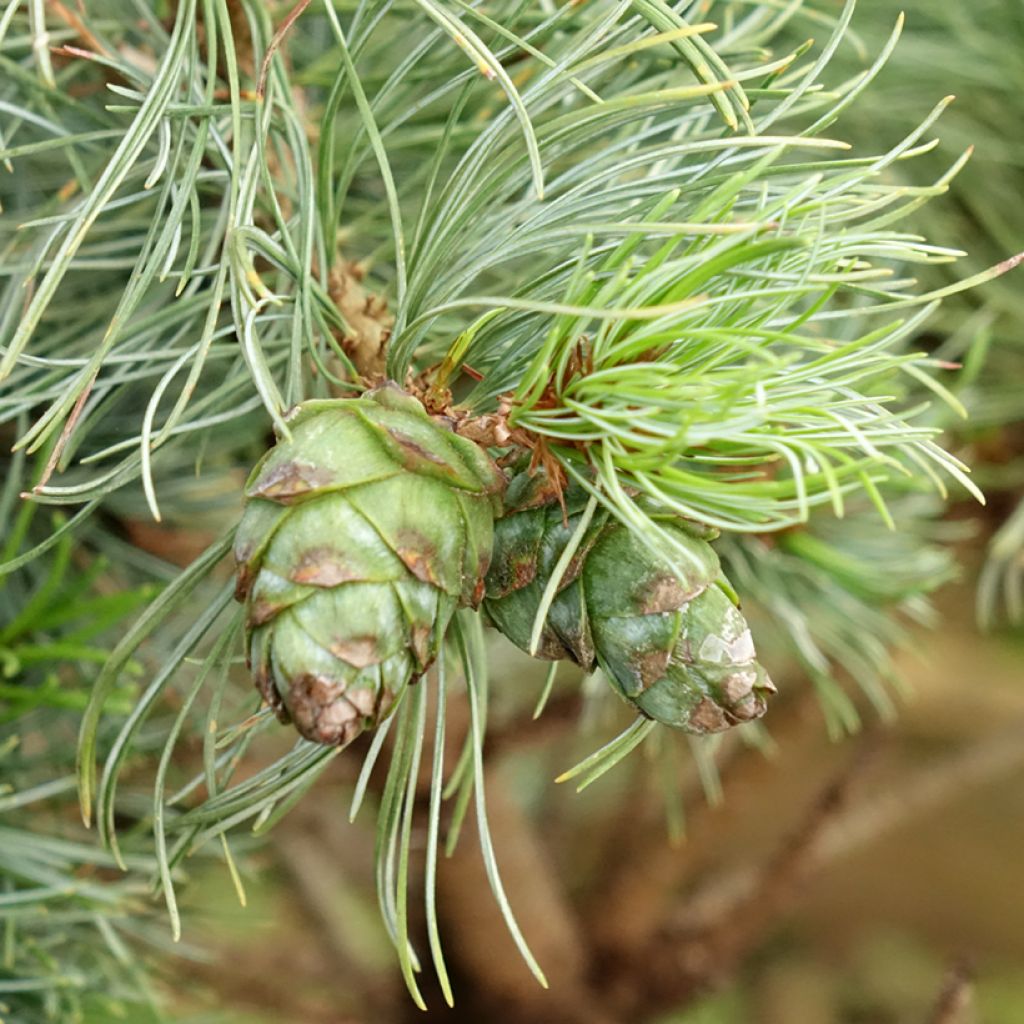 Pino blanco japonés Bergman - Pinus parviflora