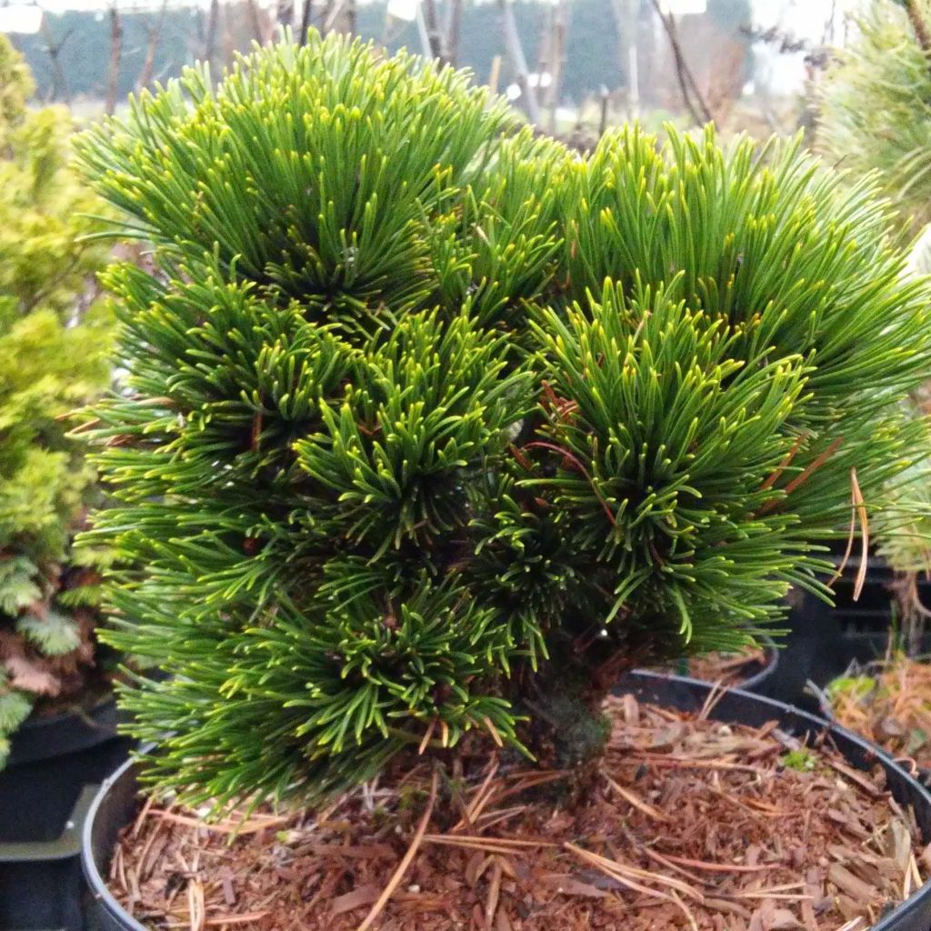 Pinus heldreichii Schmidtii - Pino de los Balcanes