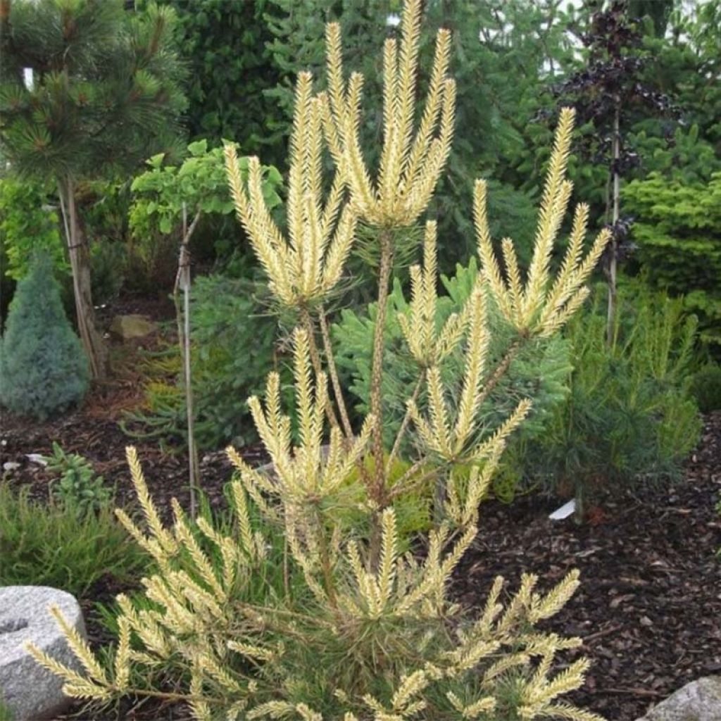 Pino silvestre Bialogon - Pinus sylvestris