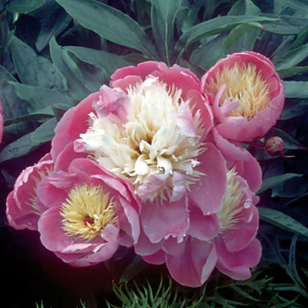 Peonia lactiflora Bowl of Beauty