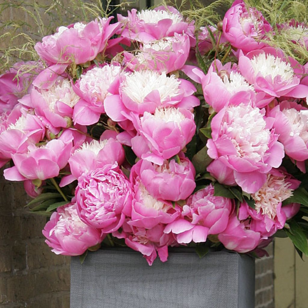 Peonia lactiflora Bowl of Beauty