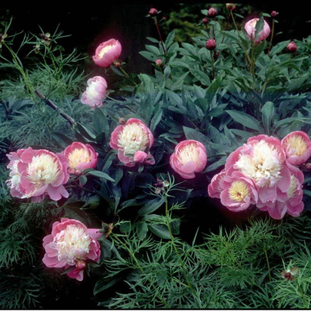 Peonia lactiflora Bowl of Beauty