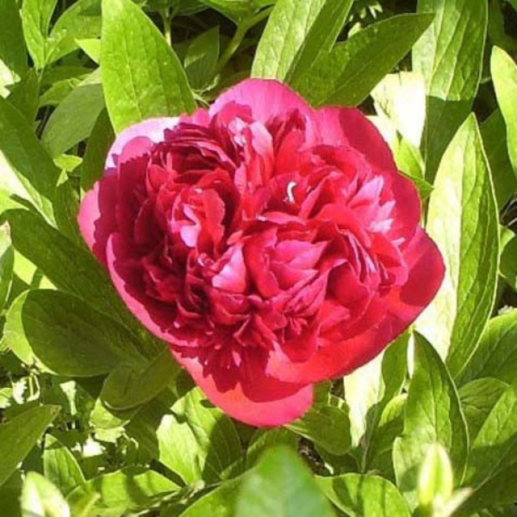 Peonia officinalis Rubra Plena