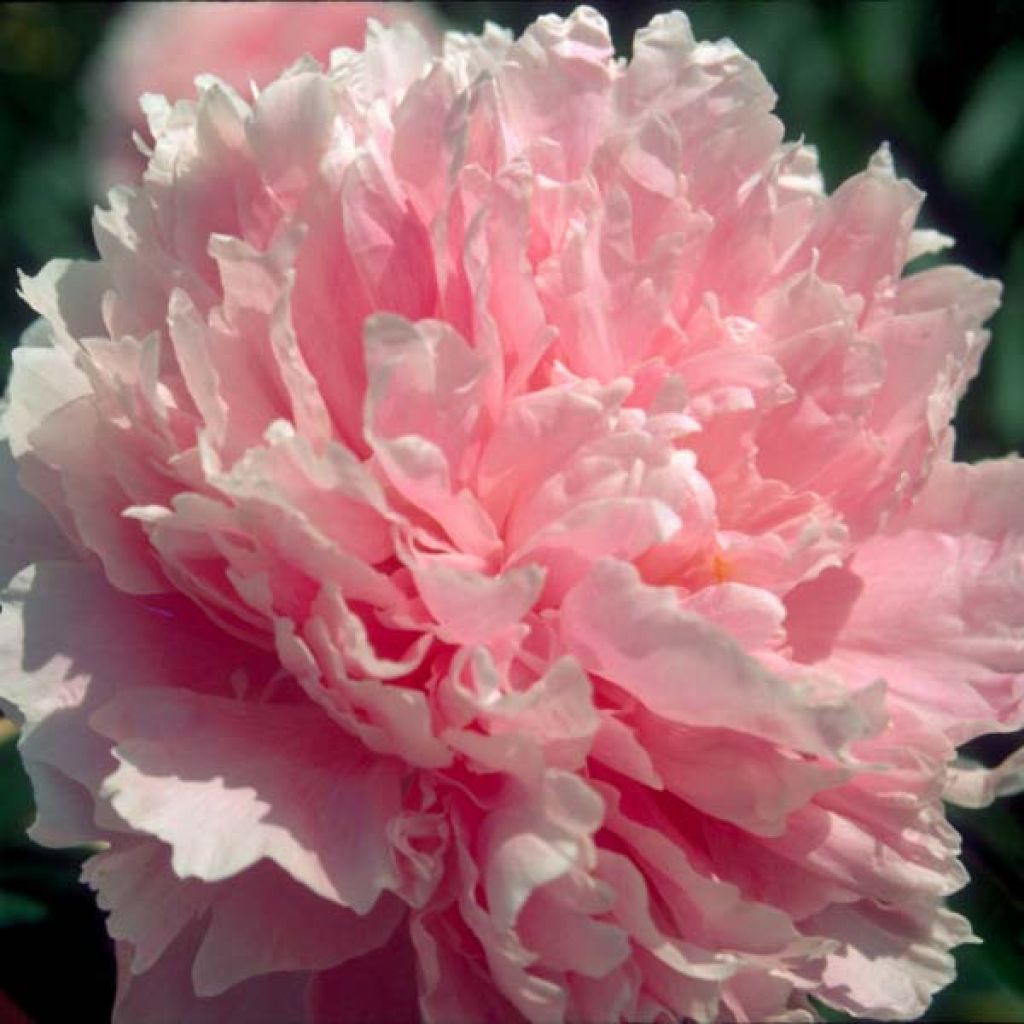 Peonia lactiflora Sarah Bernhardt