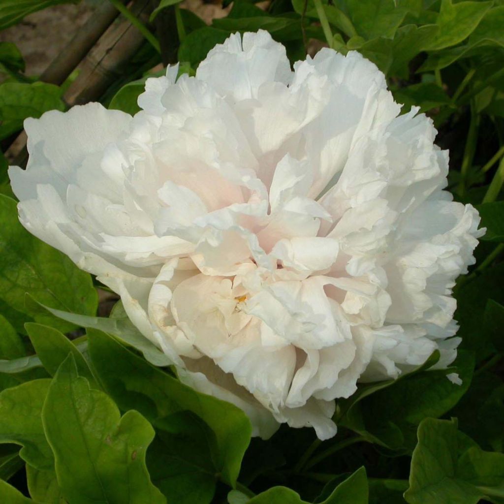 Peonía arbustiva Xue Ta - Paeonia suffruticosa