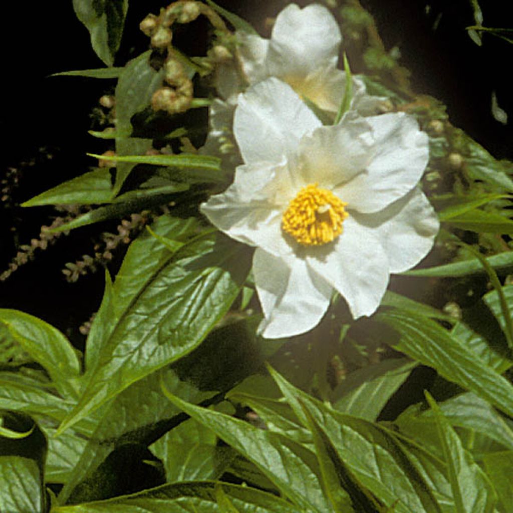 Peonia emodi