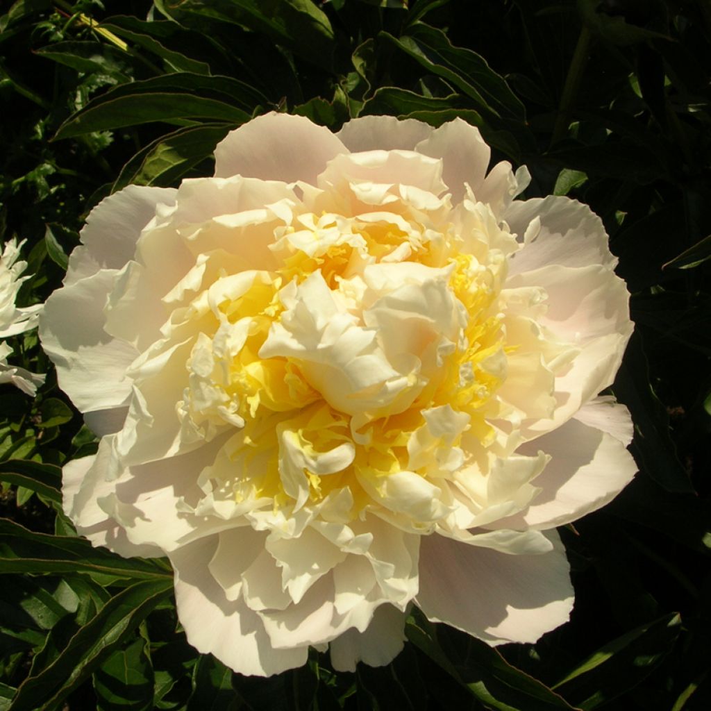 Peonia lactiflora Cheddar Cheese