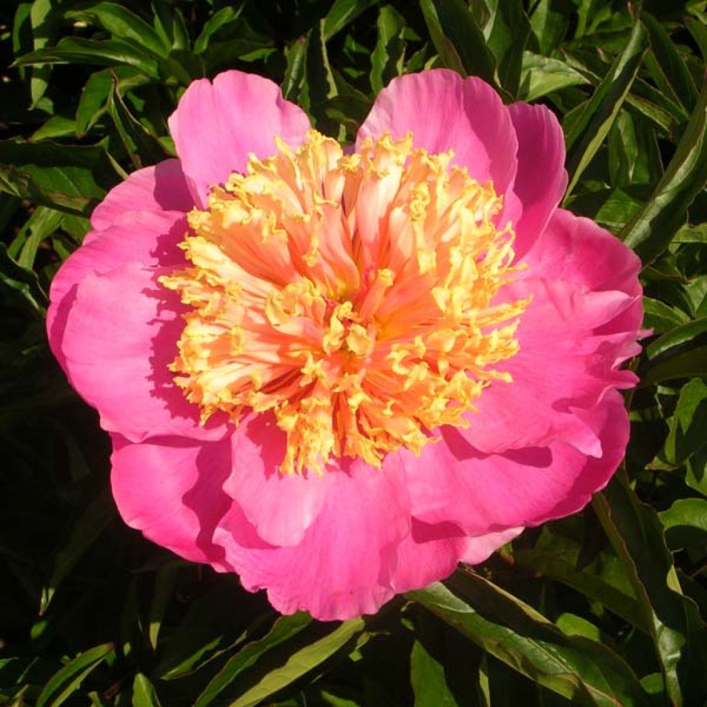 Pivoine lactiflora Doreen