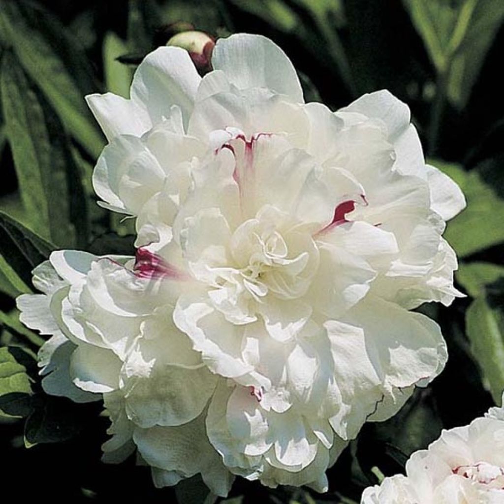 Peonia lactiflora Festiva Maxima