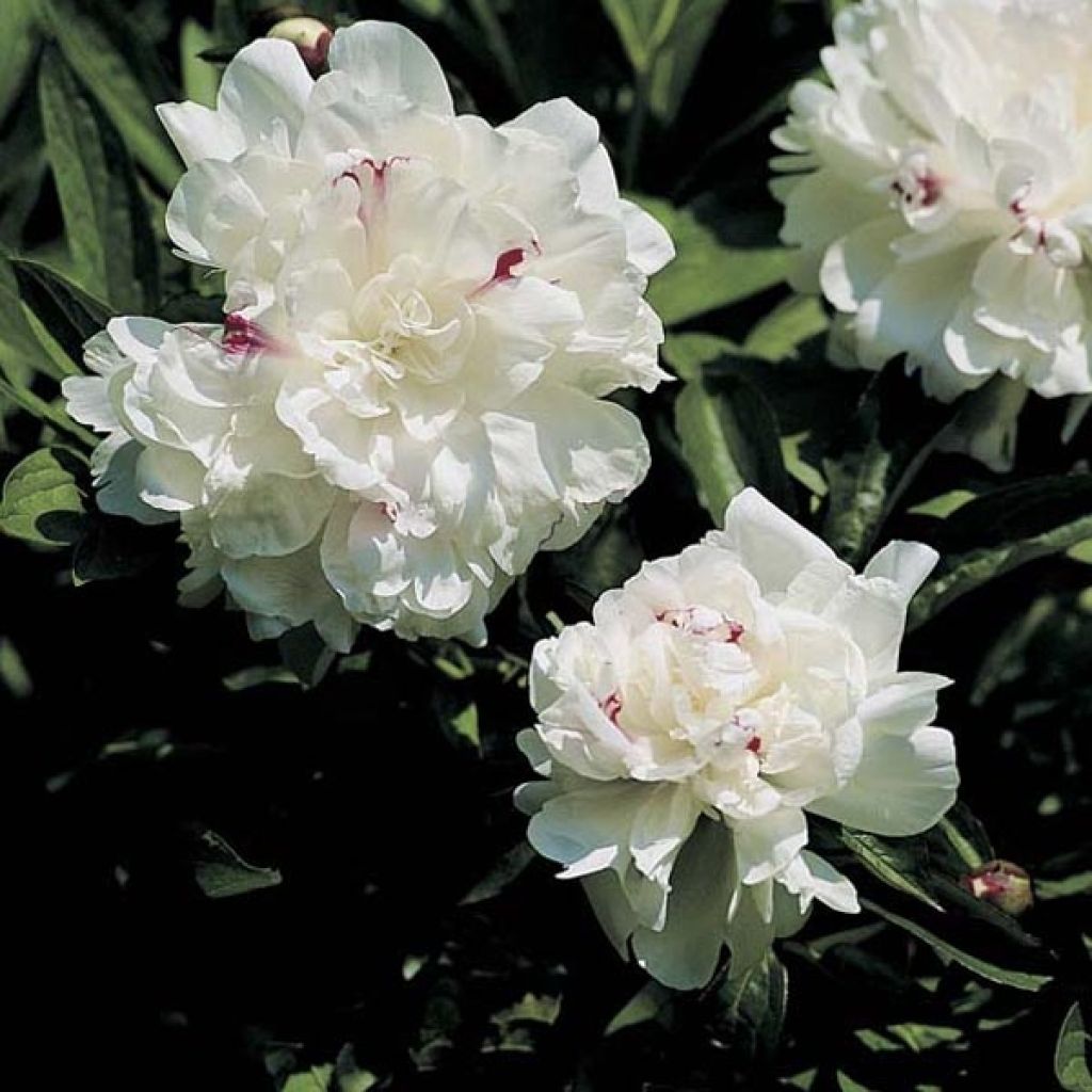 Peonia lactiflora Festiva Maxima