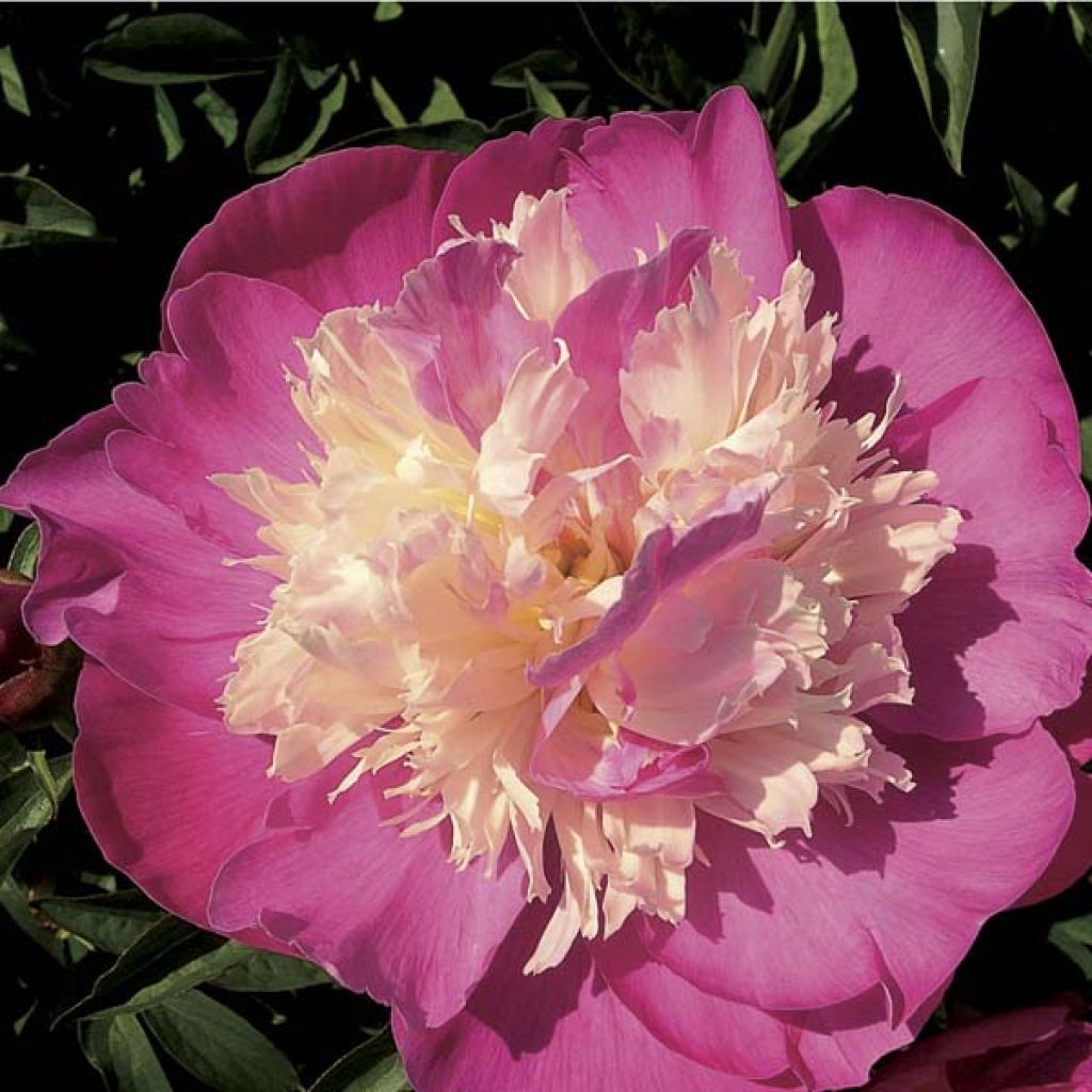 Peonia lactiflora Gay Paree