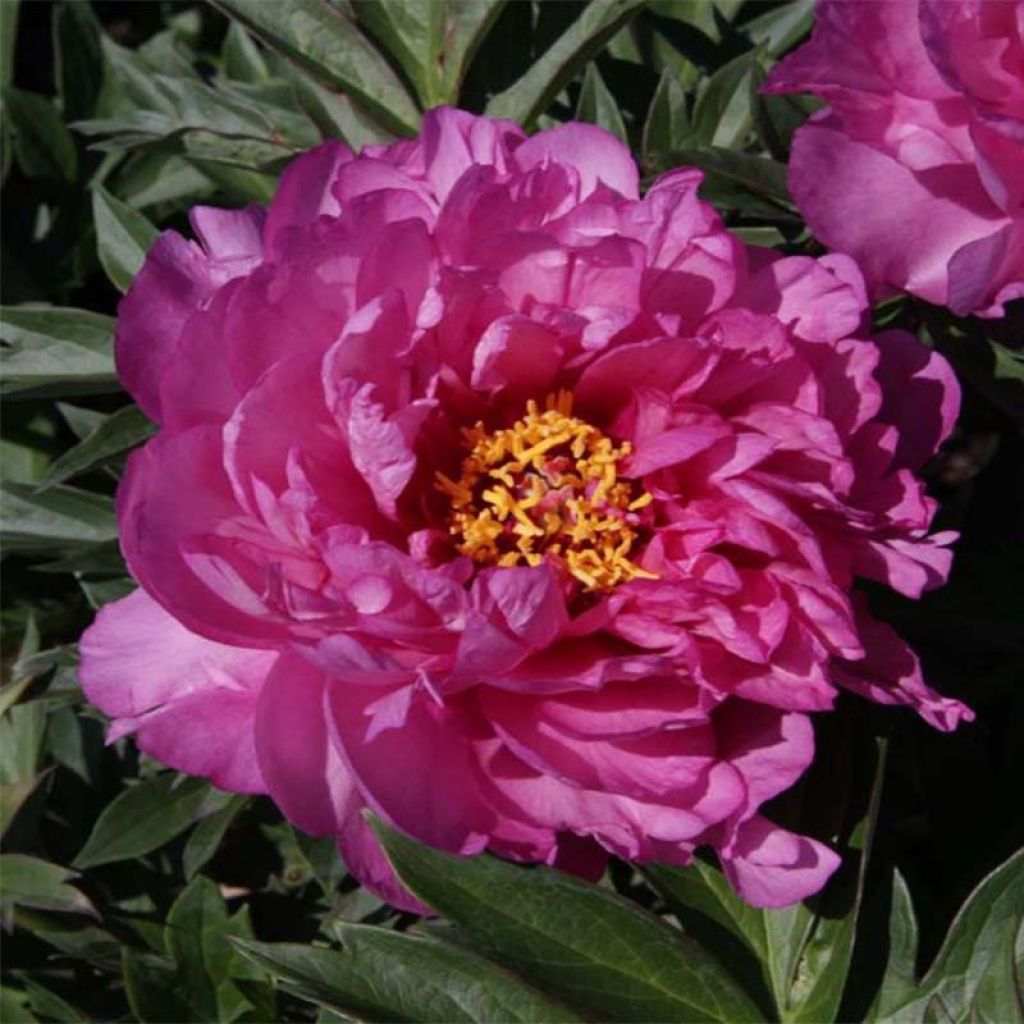 Peonia Itoh First Arrival