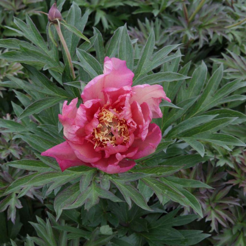 PIvoine Itoh Julia Rose