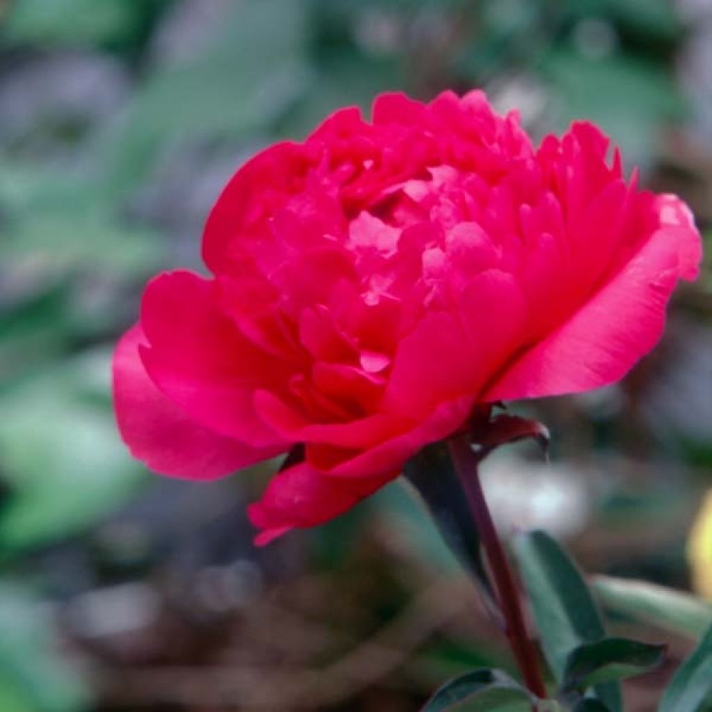 Peonia lactiflora Kansas