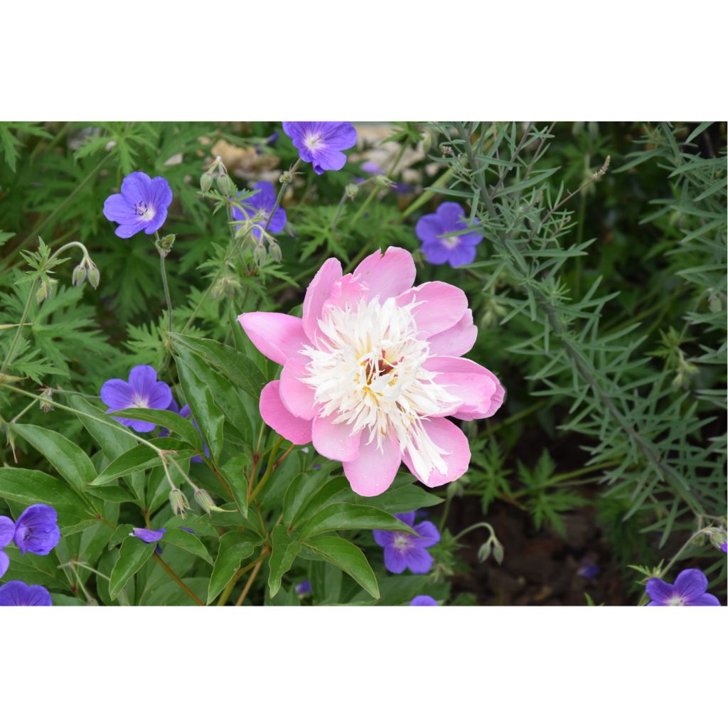 Peonia lactiflora Bowl of Beauty