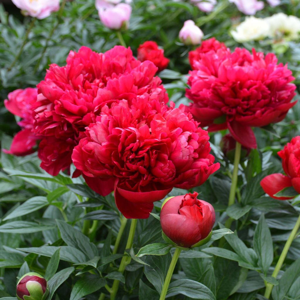 Peonia lactiflora Bockstoce