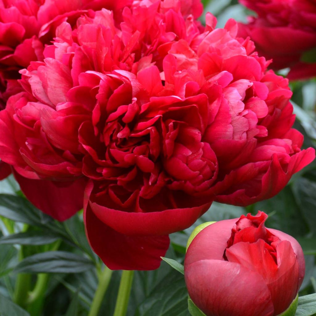 Peonia lactiflora Bockstoce