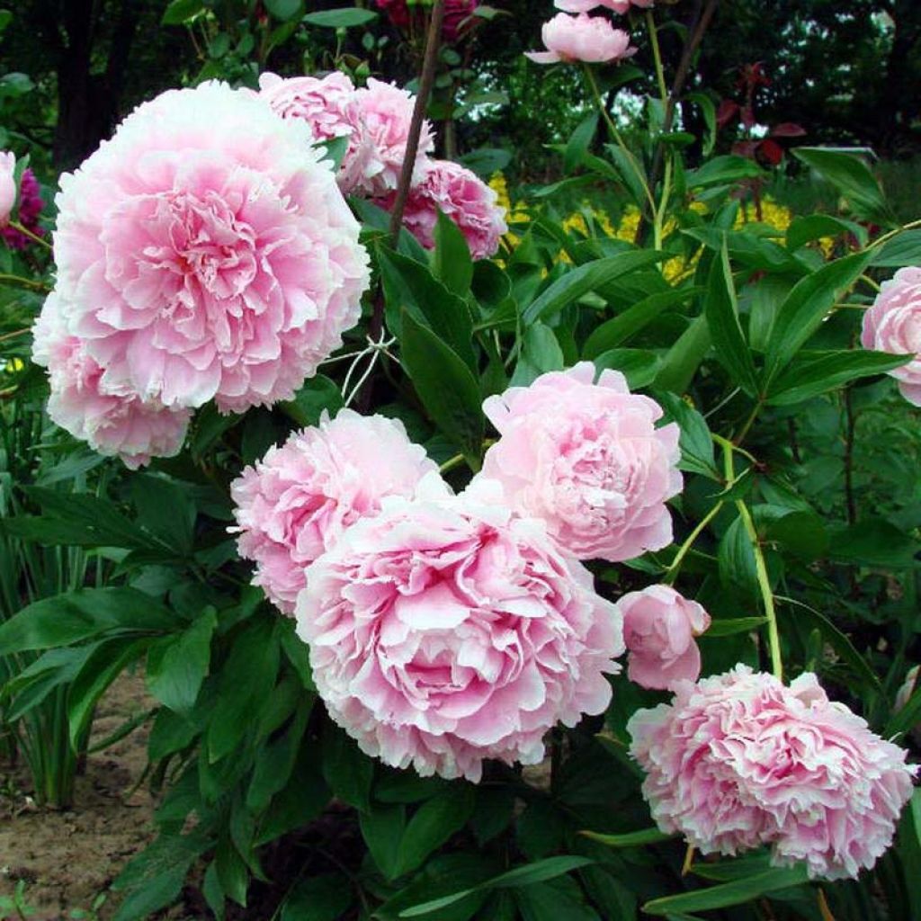 Peonia lactiflora Lady Orchid