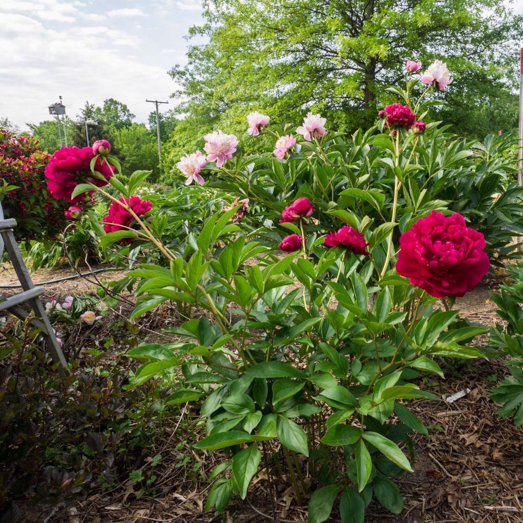 Peonia lactiflora Peonia