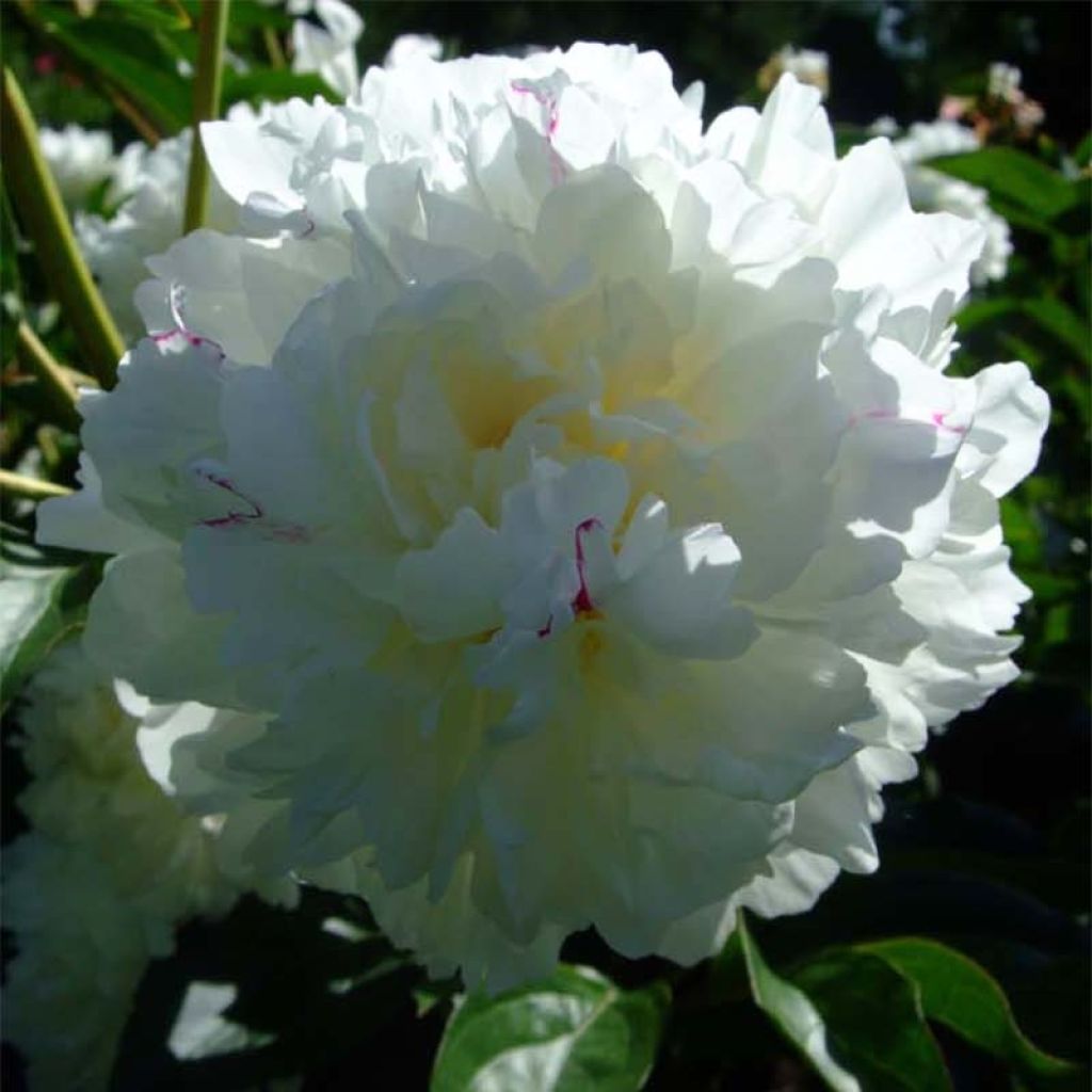 Peonia lactiflora Solange