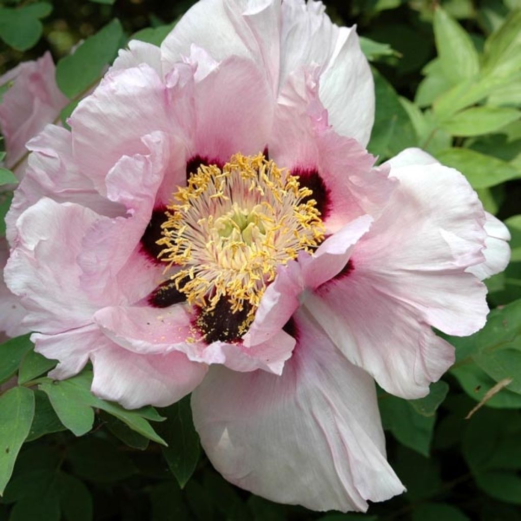 Peonía arbustiva Lilac - Paeonia suffruticosa